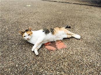 《怪物猎人崛起：曙光》第二弹免费更新上线 添加三个新怪物