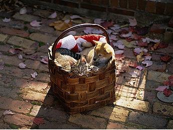 亚马逊显示新《无主之地传说》将于10月21日发售