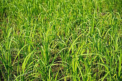 Steam、Epic喜加一！《神圣一击》现可免费领取